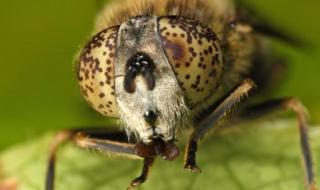 怎样预防果蝇对瓜果的危害